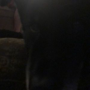 Meet your Posher, Darren